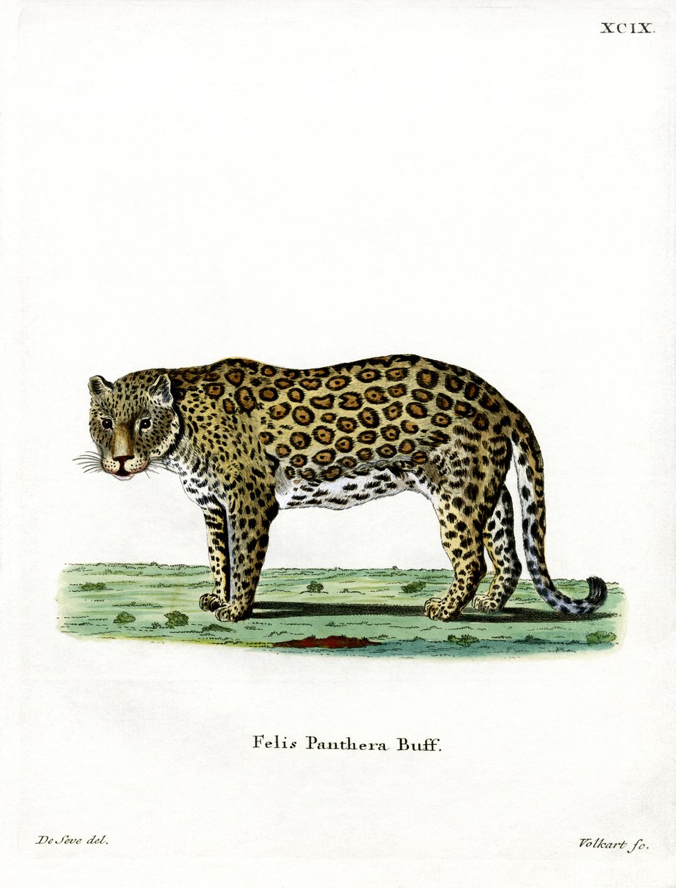 leopardo (gravura colorida) de German School