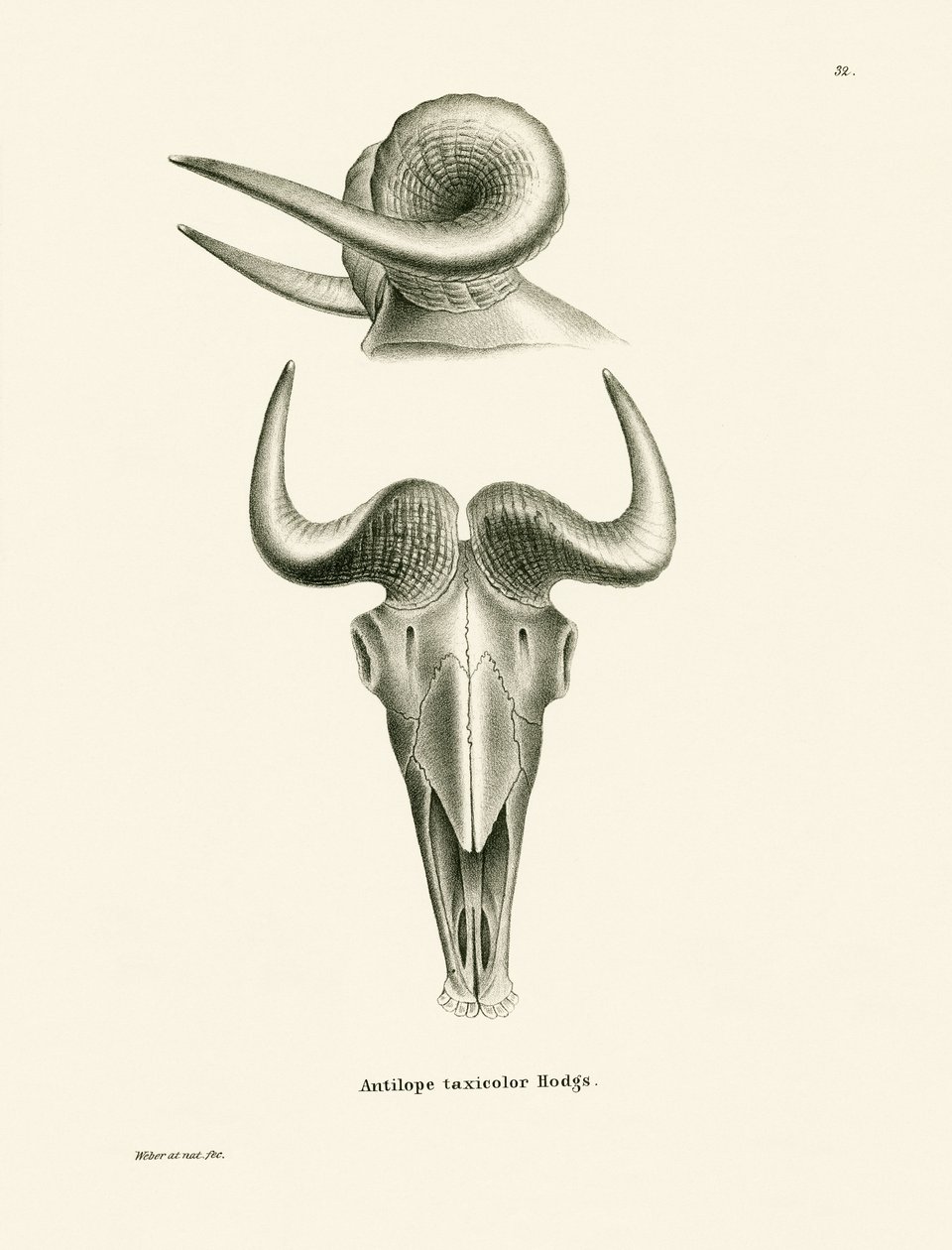 caveira (gravura colorida) de German School