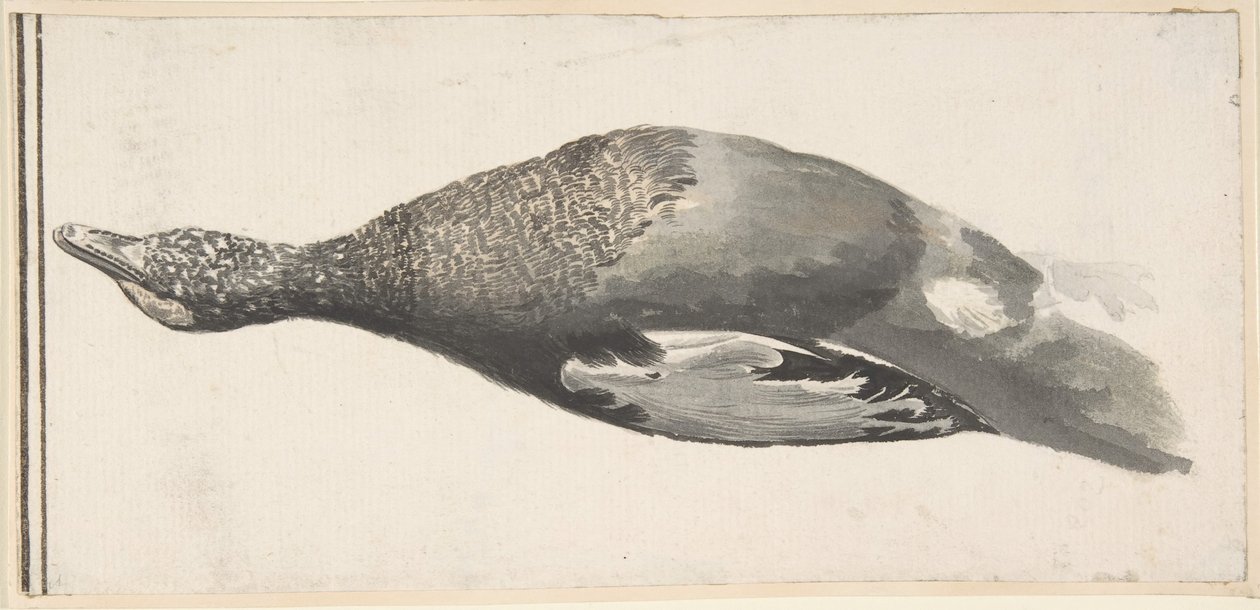 Pato morto, 1685-1755. de Giorgio Durante