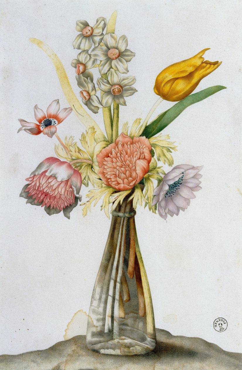 Vaso de vidro com anêmonas, um narciso e um tupil de Giovanna Garzoni