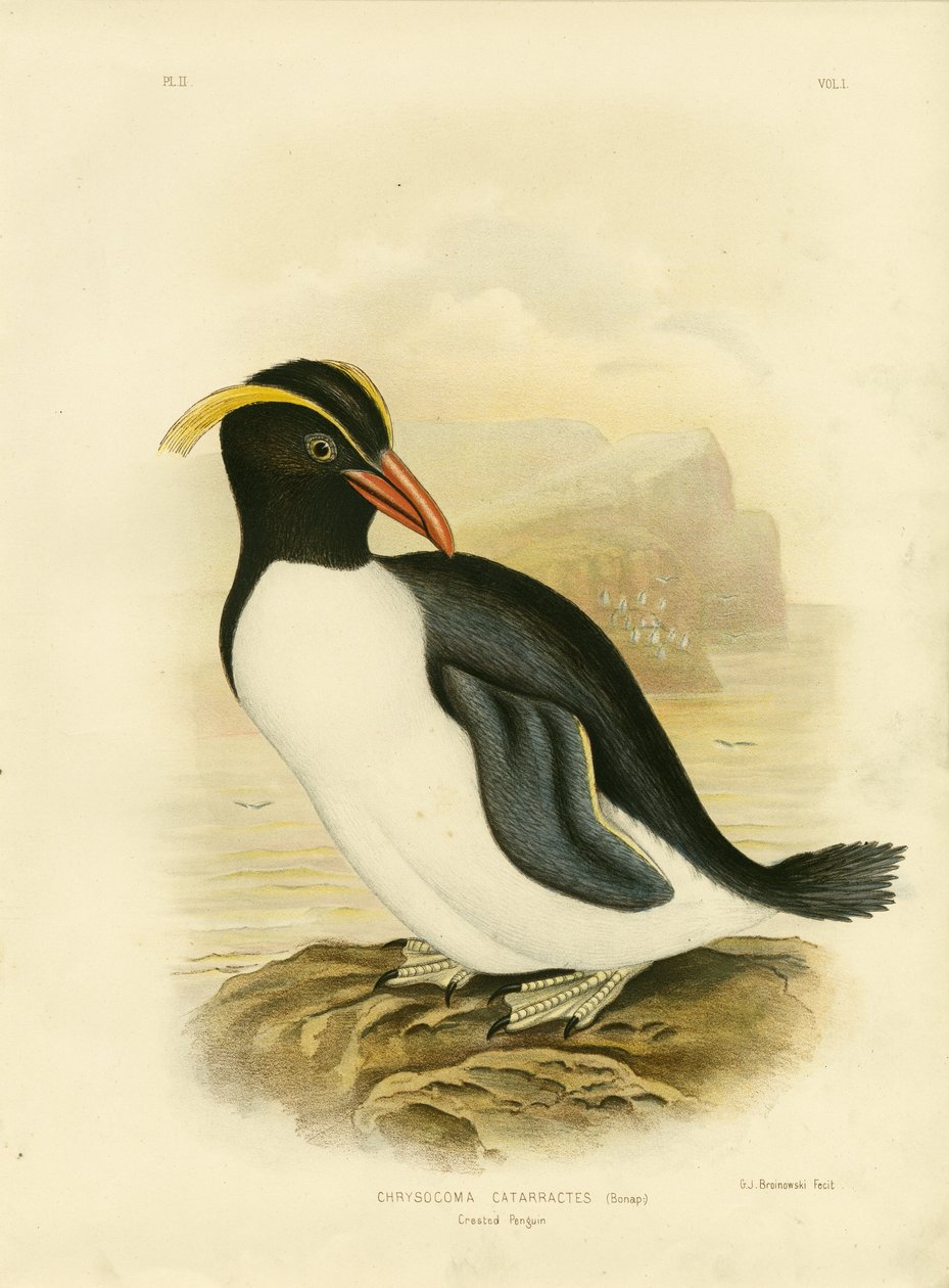 Pinguim-de-crista, 1891 de Gracius Broinowski