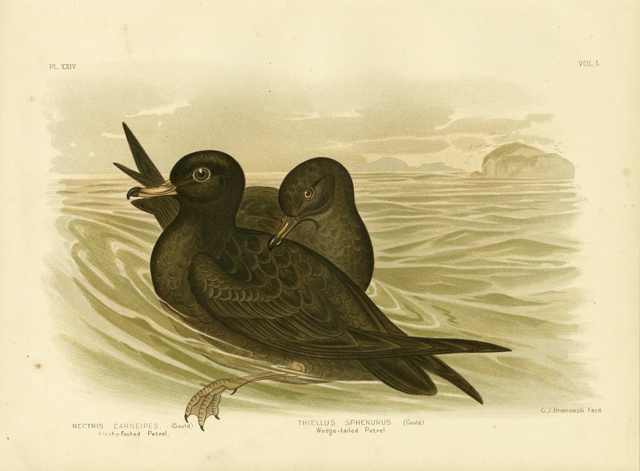 Petrel Carnal, 1891 de Gracius Broinowski