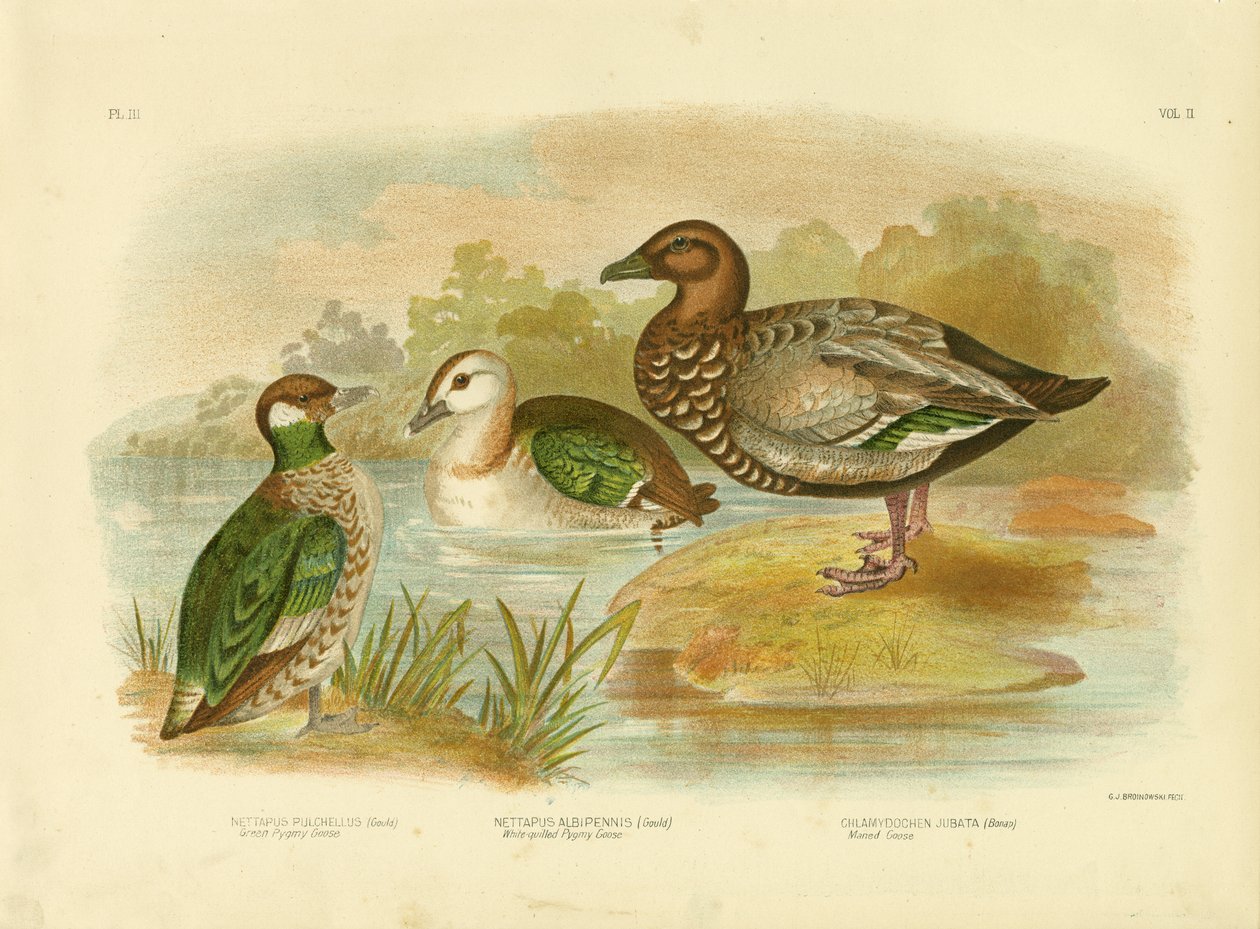 Ganso-pigmeu-verde, 1891 de Gracius Broinowski