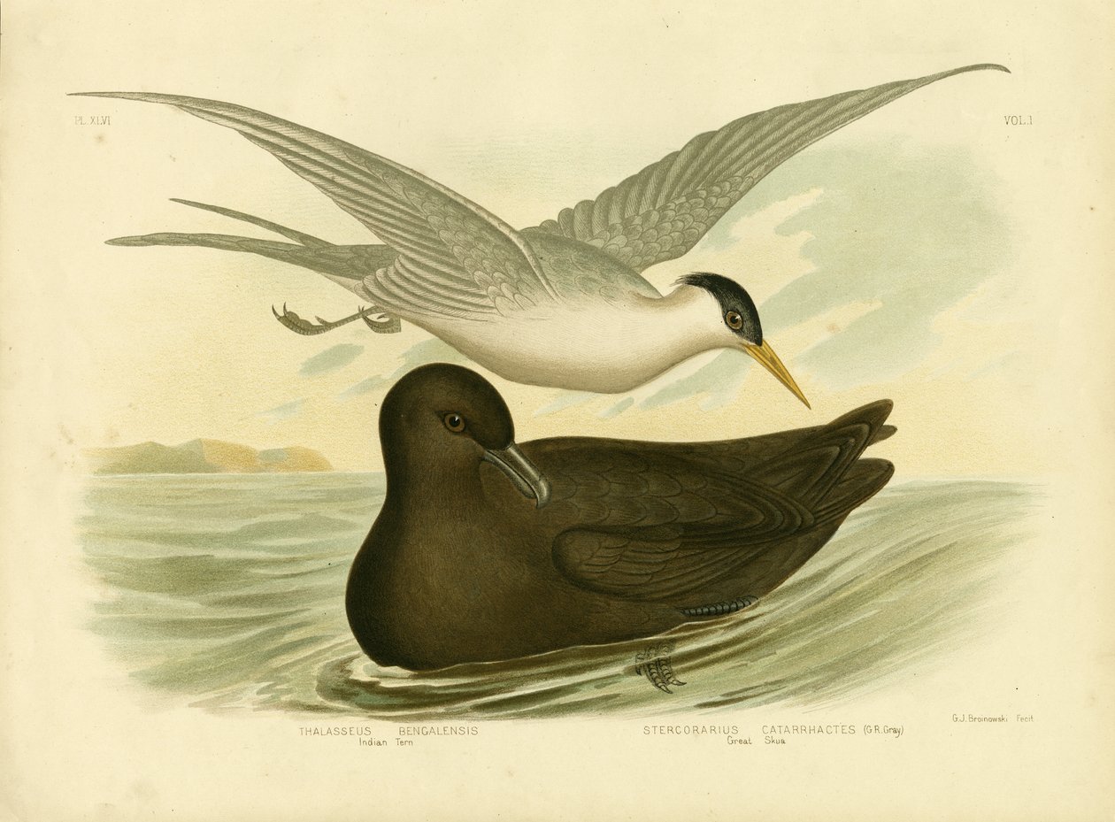 Tern indiano, 1891 de Gracius Broinowski