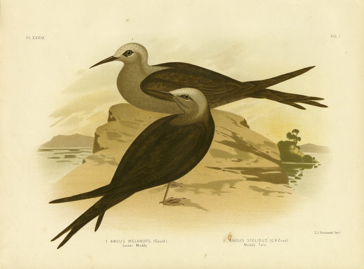 Lesser Noddy, 1891 de Gracius Broinowski