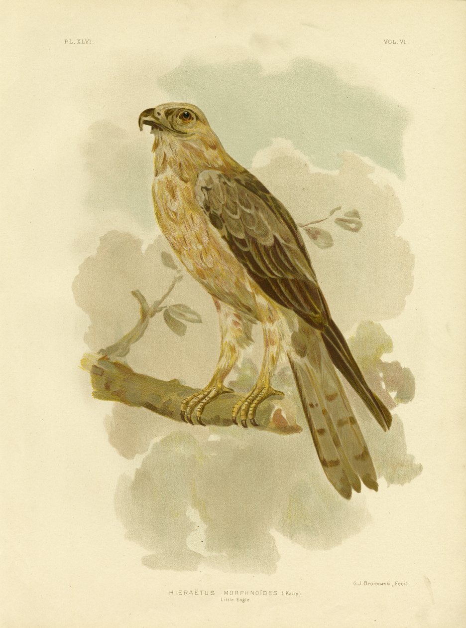 Águia Pequena, 1891 de Gracius Broinowski