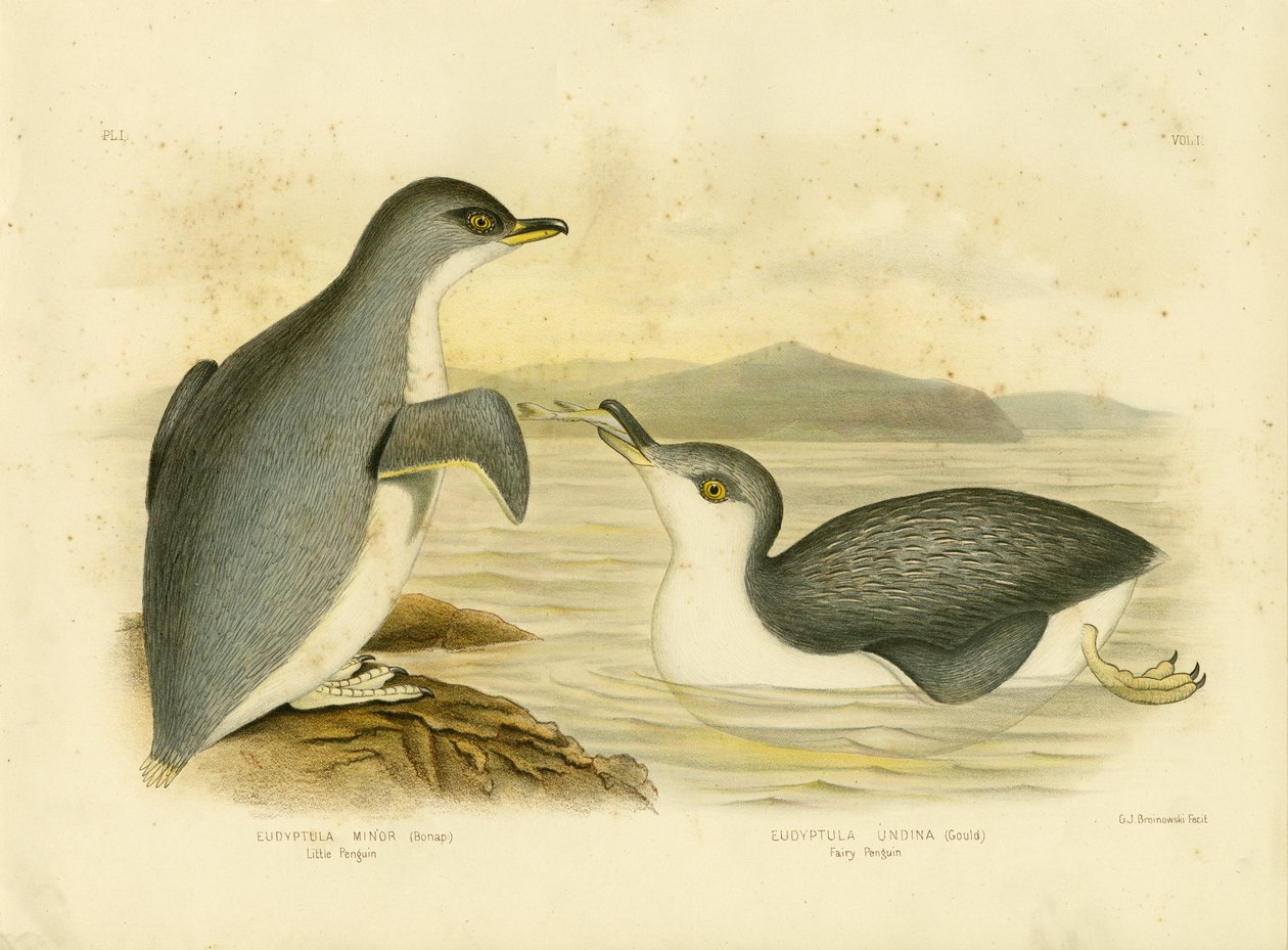 Pinguim Pequeno, 1891 de Gracius Broinowski