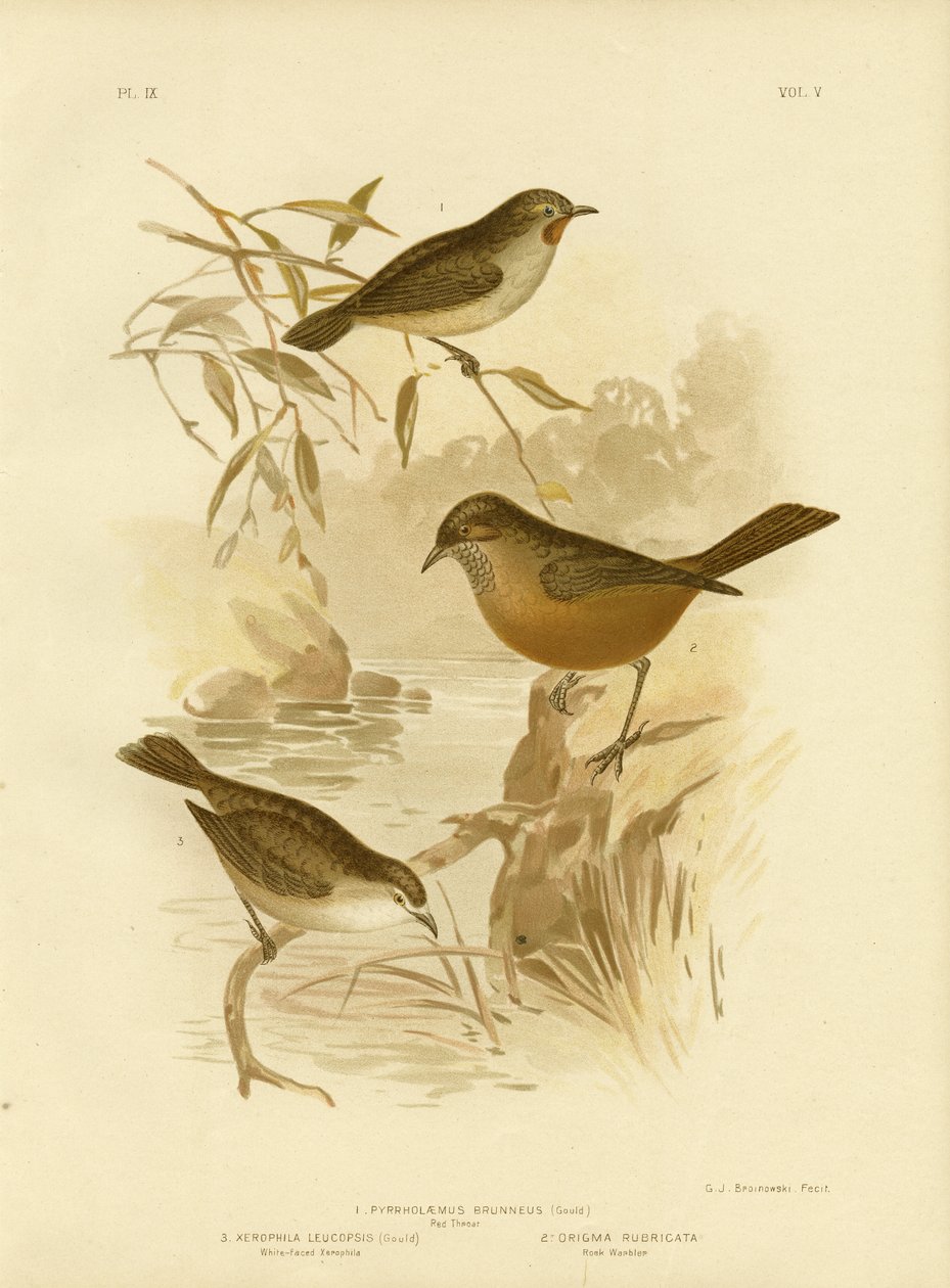 Redthroat, 1891 de Gracius Broinowski
