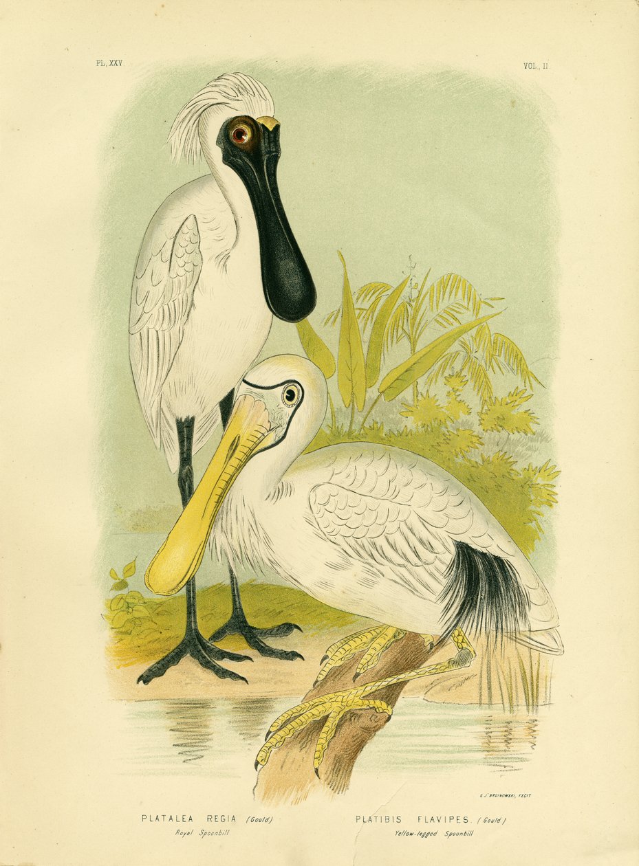 Colhereiro Real, 1891 de Gracius Broinowski