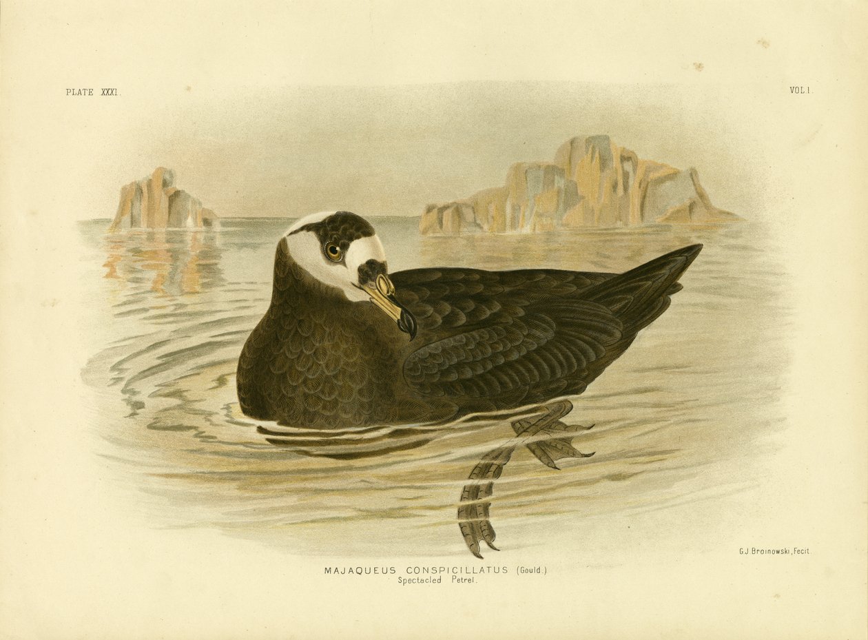 Petrel de óculos, 1891 de Gracius Broinowski