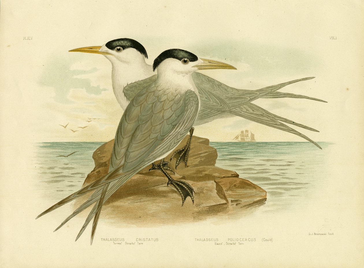 Estreito de Torres Tern, 1891 de Gracius Broinowski