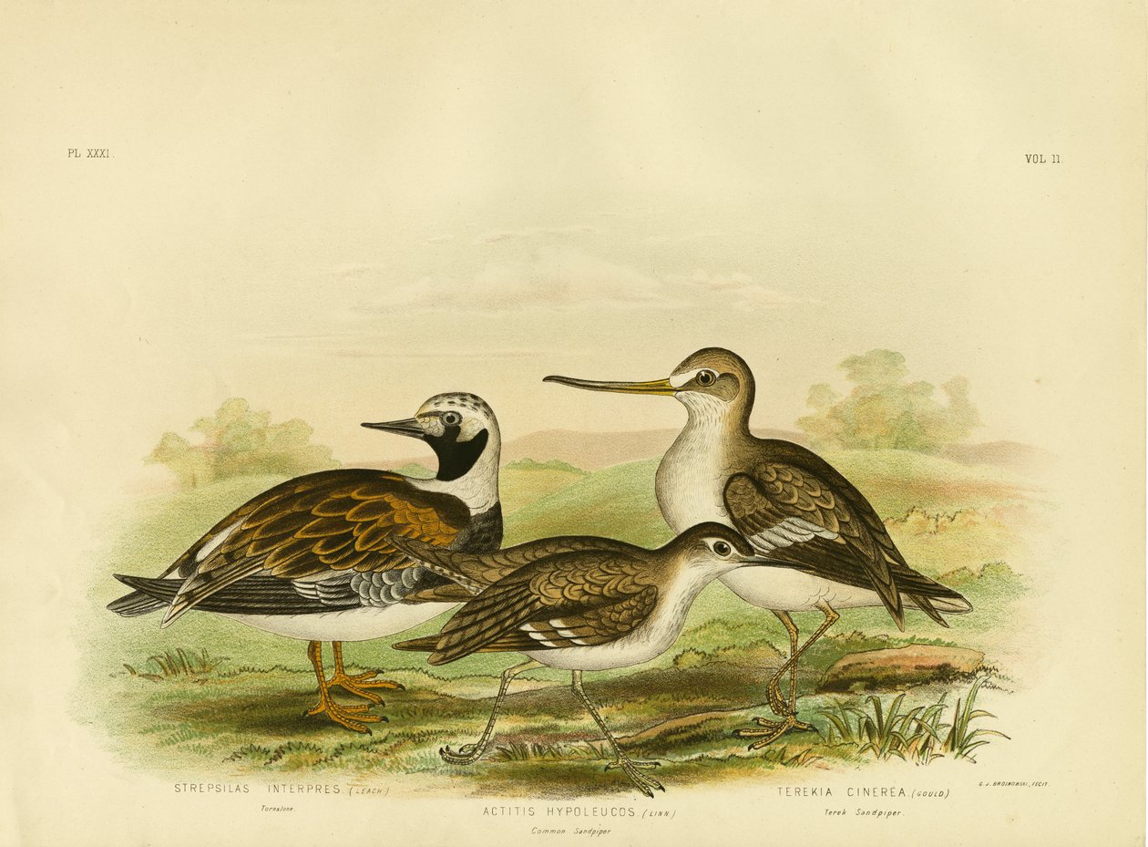 Turnstone, 1891 de Gracius Broinowski