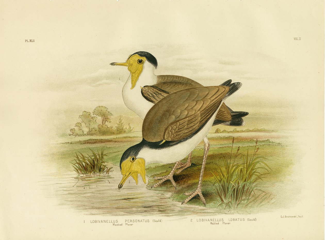 Tarambola Cravo, 1891 de Gracius Broinowski