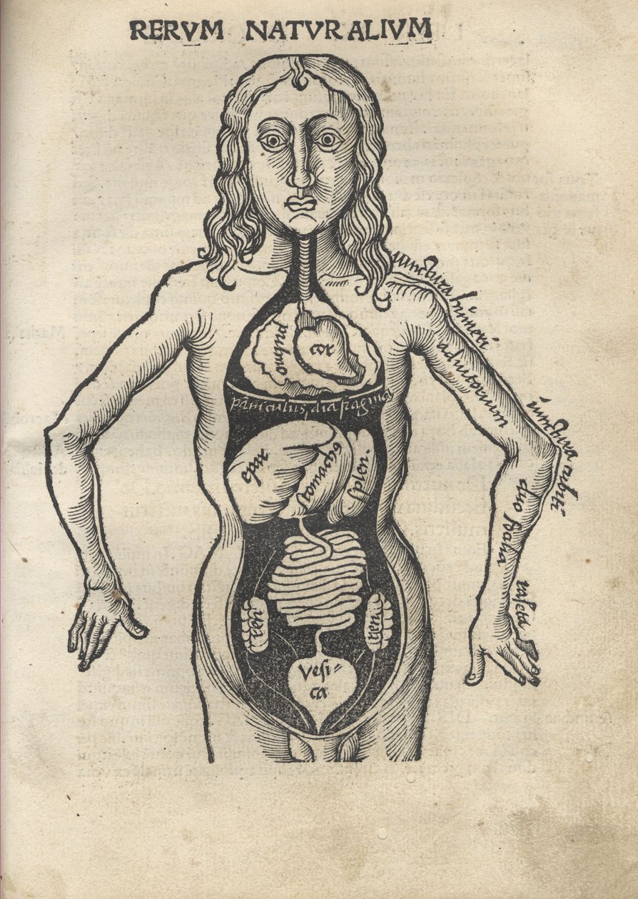 pérola Ex. Anatomia de 1504 de Gregor Reisch