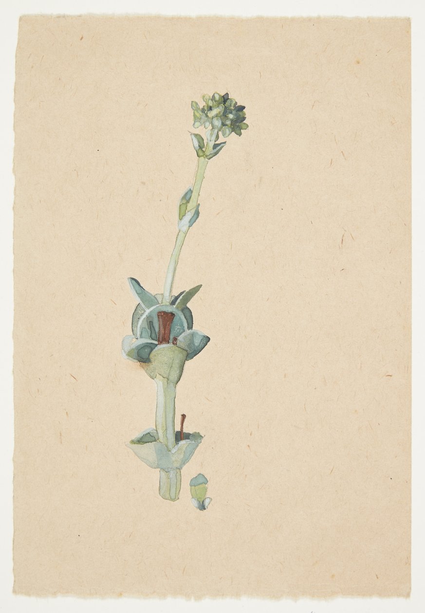 Estudo de uma flor de Gudrun Traustedt