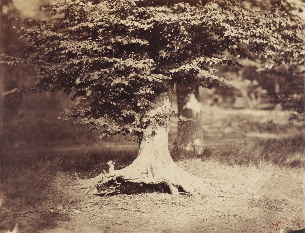 A árvore de faia de Gustave Le Gray