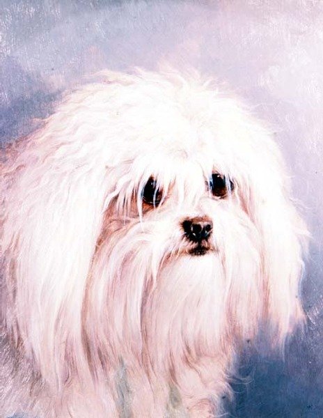 Terrier maltês (painel) de H. Morley Park