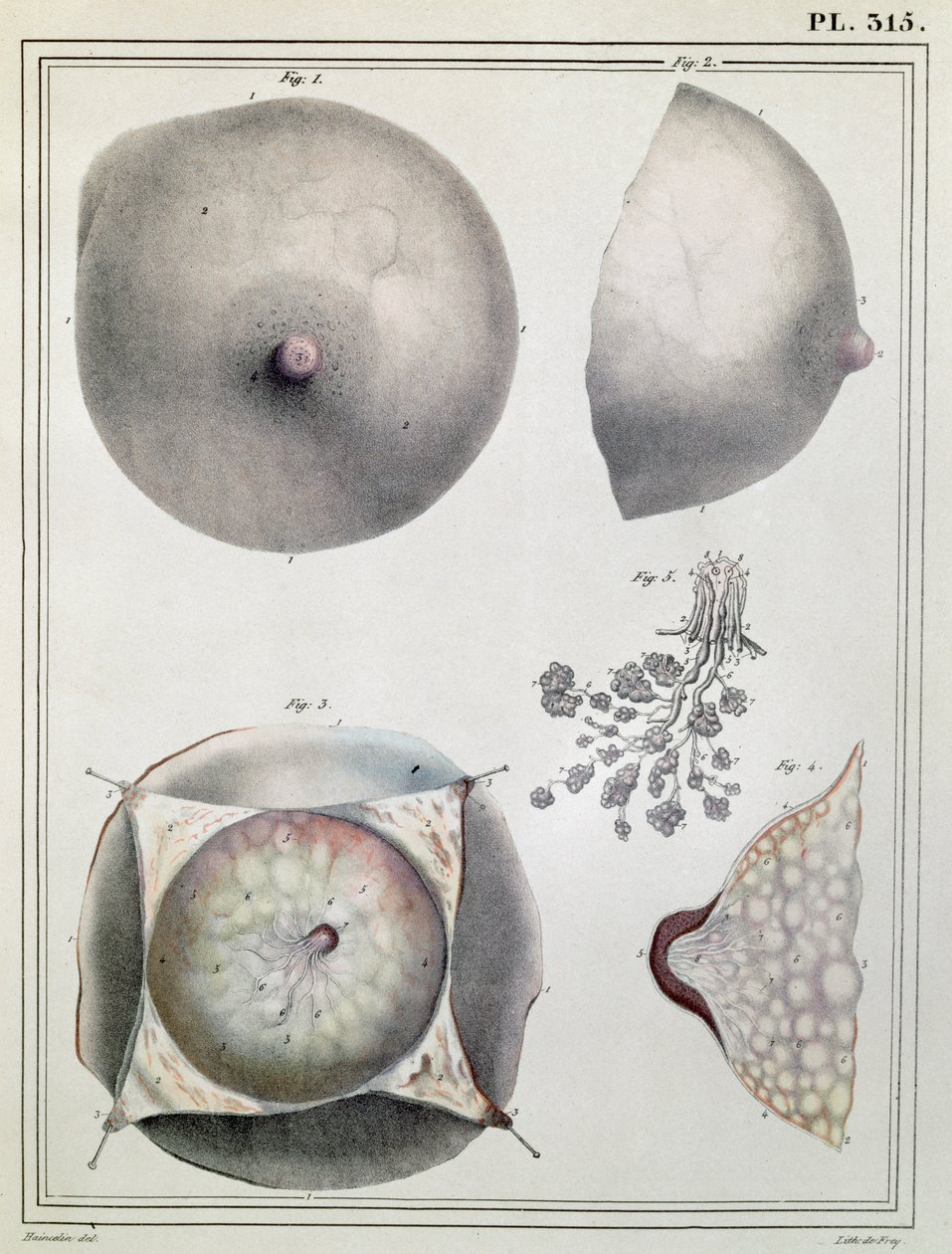 Anatomia do peito, de &39;Manuel d&39;Anatomie descritivo do corpo Humain&39; por Jules Cloquet (1790-1883) gravado por G. de Frey, 1825 de Haincelin