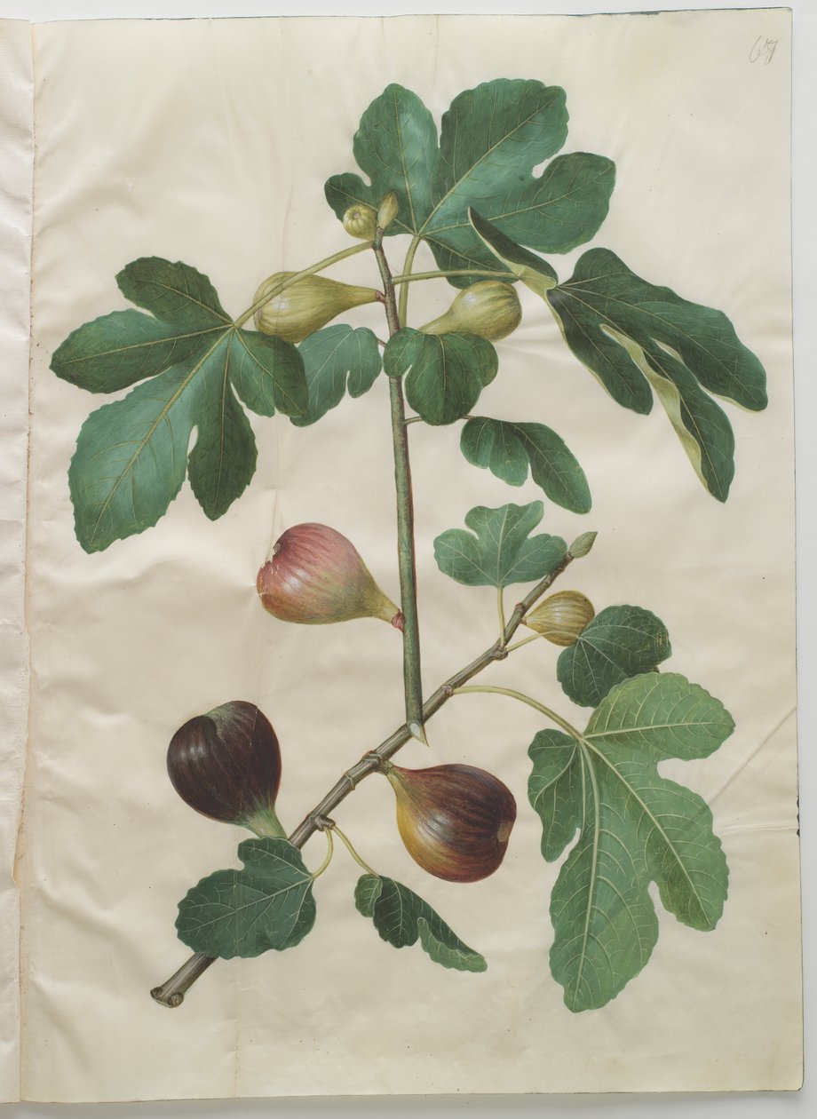 Carga do ficus de Hans Simon Holtzbecker