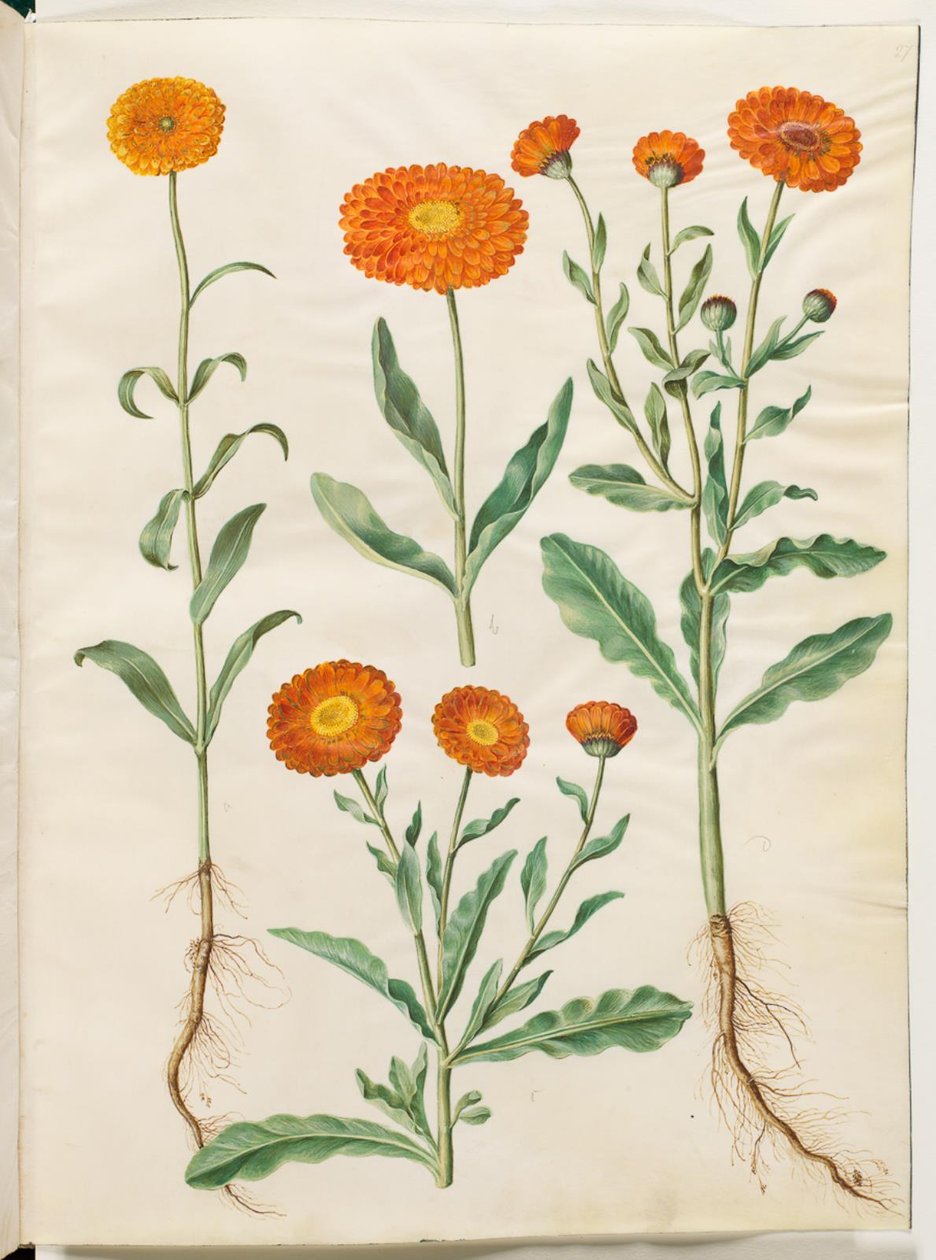 Calendula officinalis (calêndula de jardim) de Hans Simon Holtzbecker