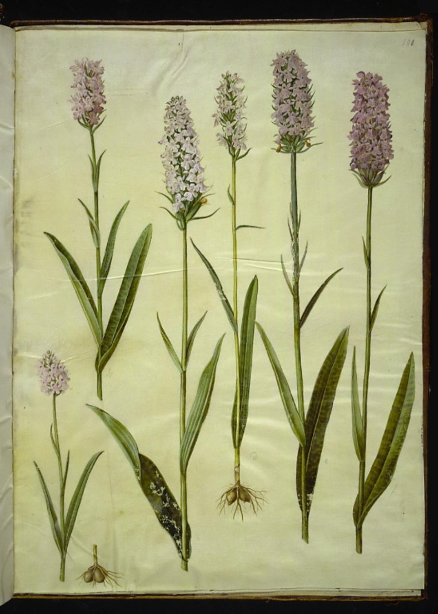 Dactylorhiza maculata (erva de cuco manchado) de Hans Simon Holtzbecker