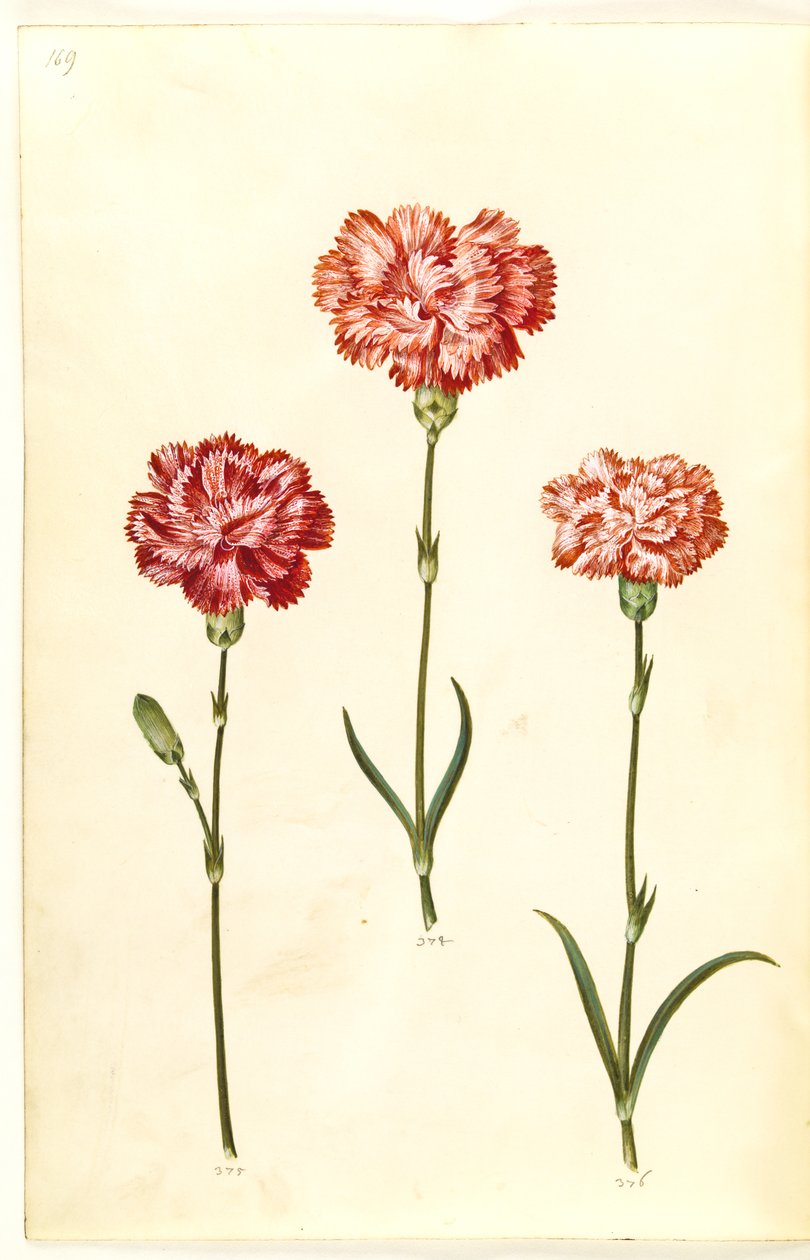 Dianthus caryophyllus (cravo de jardim) de Hans Simon Holtzbecker