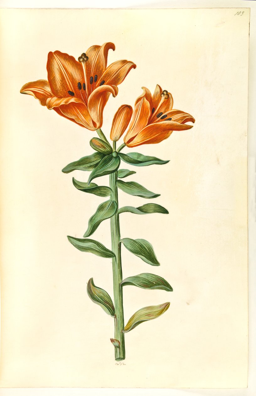 Lilium bulbiferum (lírio de fogo) de Hans Simon Holtzbecker