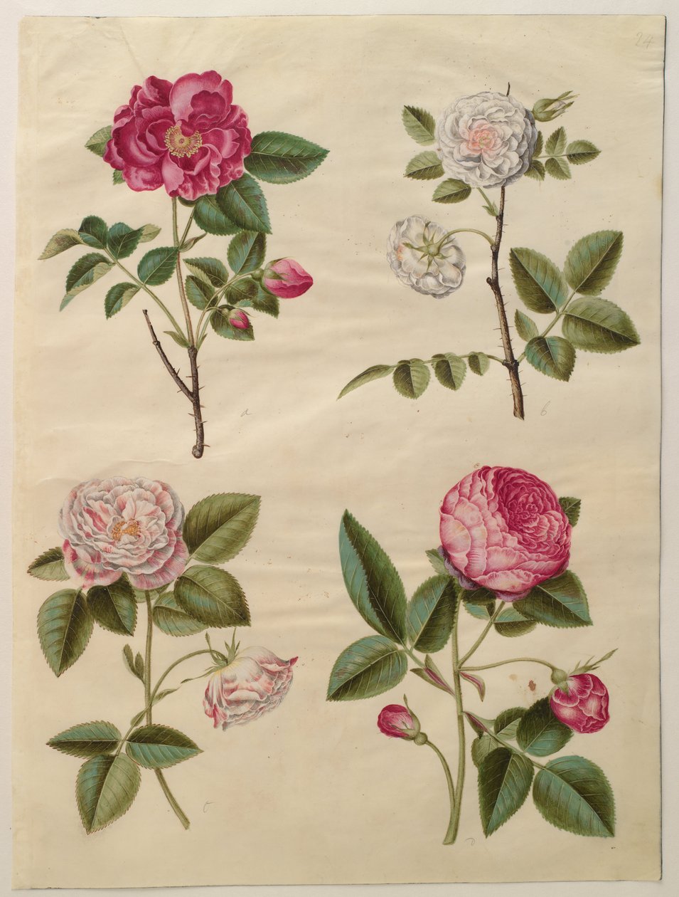 Rosa gallica de Hans Simon Holtzbecker