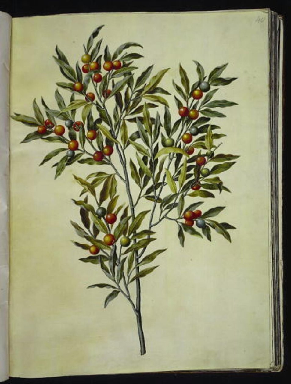 Solanum pseudocapsicum (Árvore de coral de Jerusalém) de Hans Simon Holtzbecker