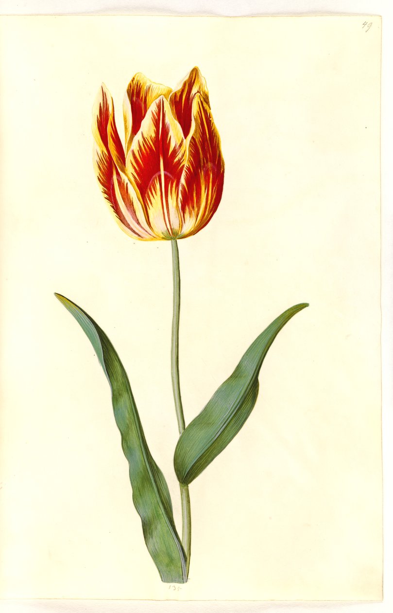 Tulipa gesneriana (ter-tulipan) de Hans Simon Holtzbecker
