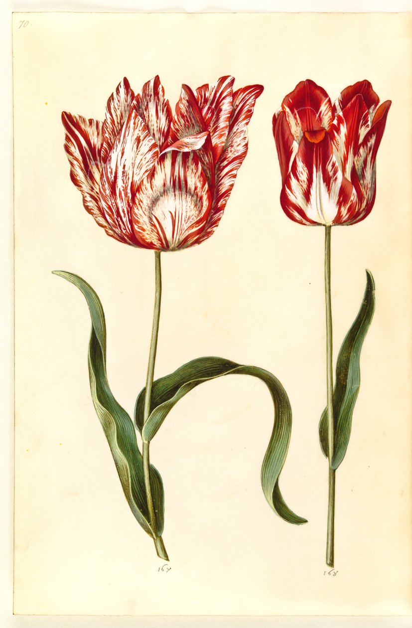 Tulipa gesneriana (ter-tulipan) de Hans Simon Holtzbecker