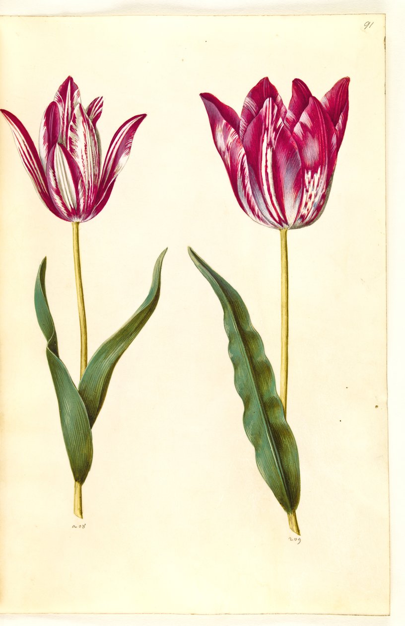 Tulipa gesneriana (ter-tulipan) de Hans Simon Holtzbecker