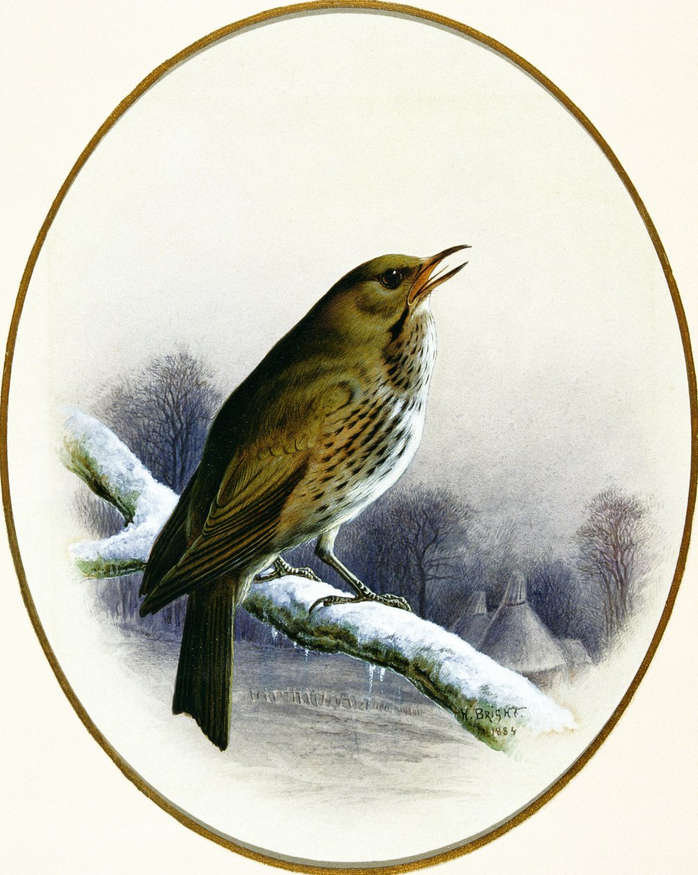 Tordo de Canção, 1884 de Harry Bright