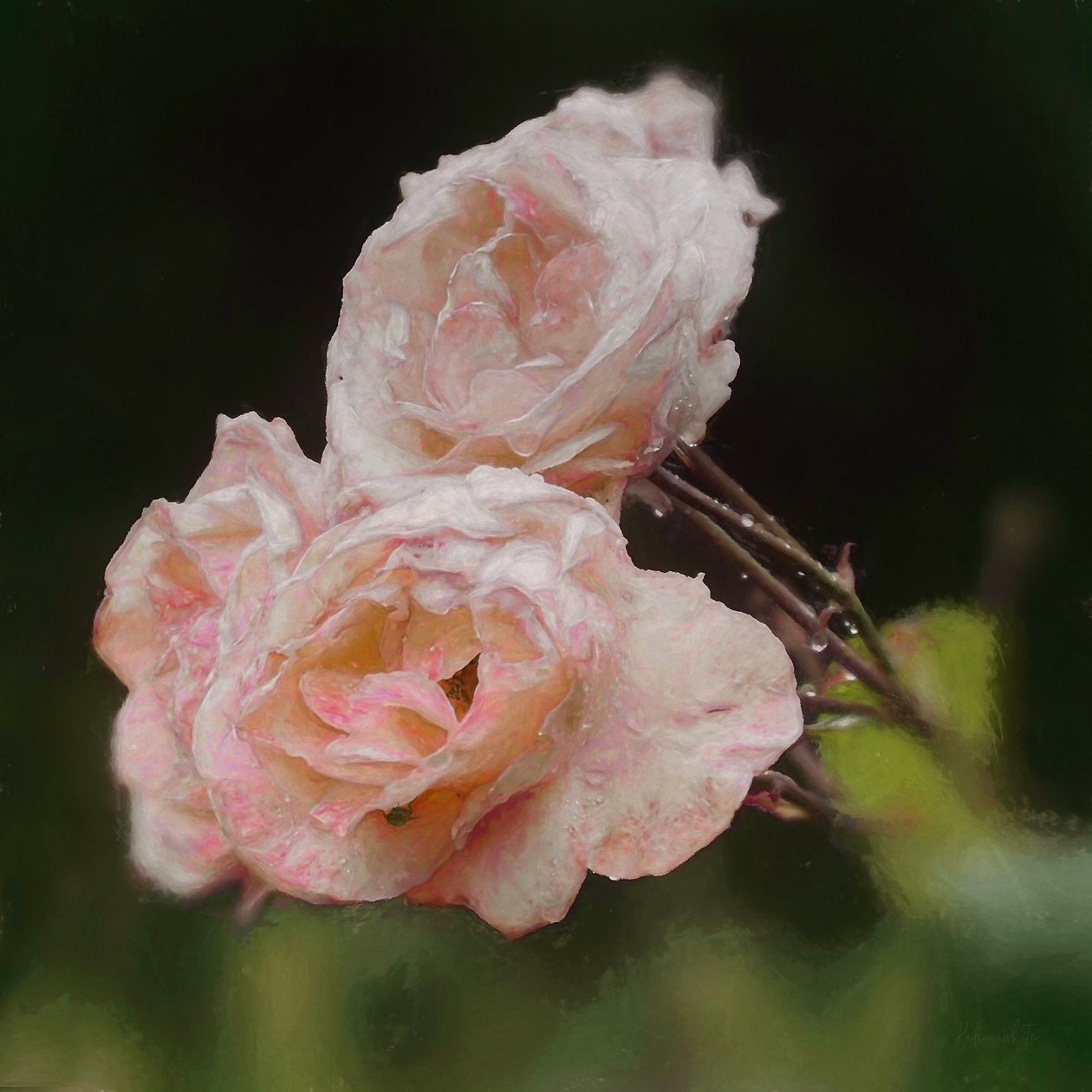 Blush Roses, 2018, de Helen White