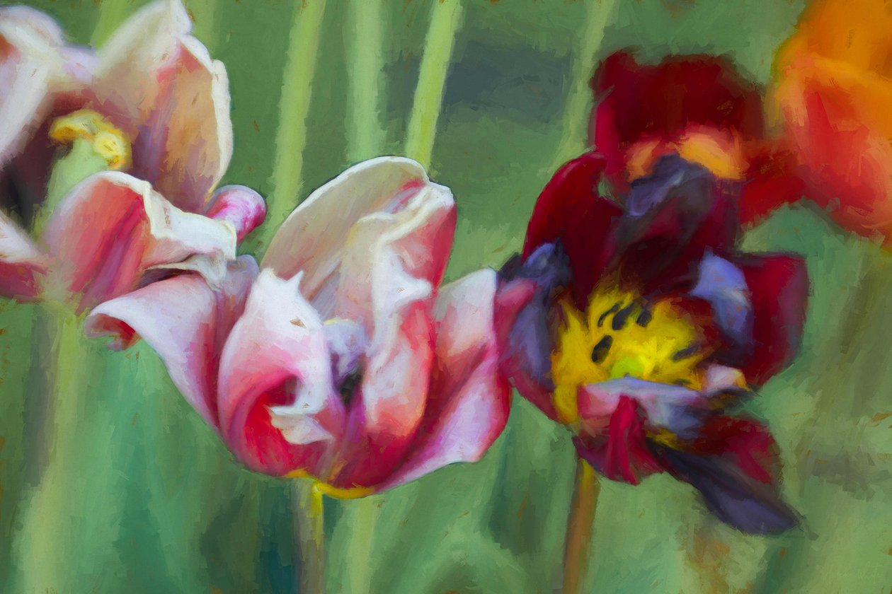 Tulipas Brilhantes, 2018, de Helen White