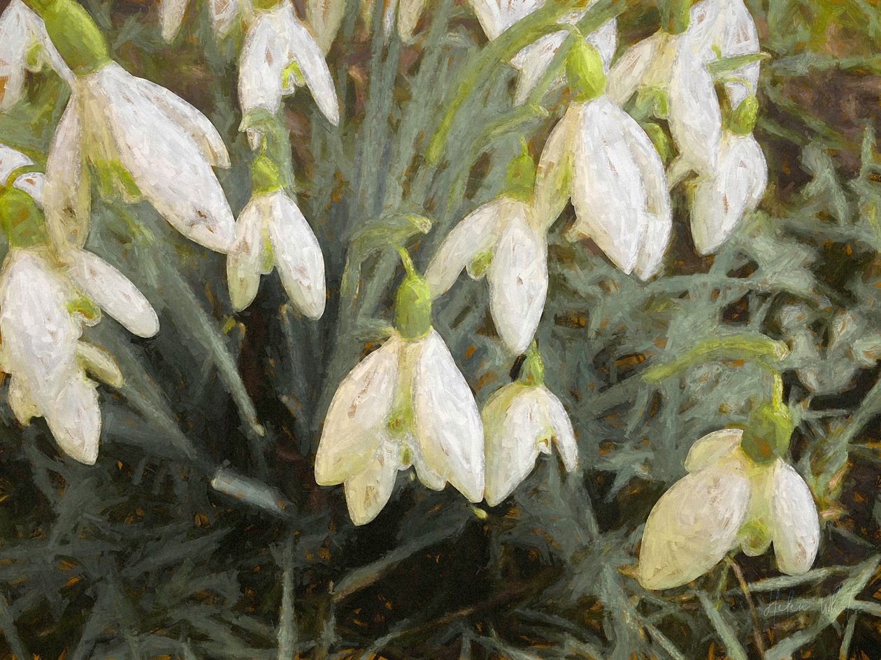 Snowdrops, 2019, de Helen White