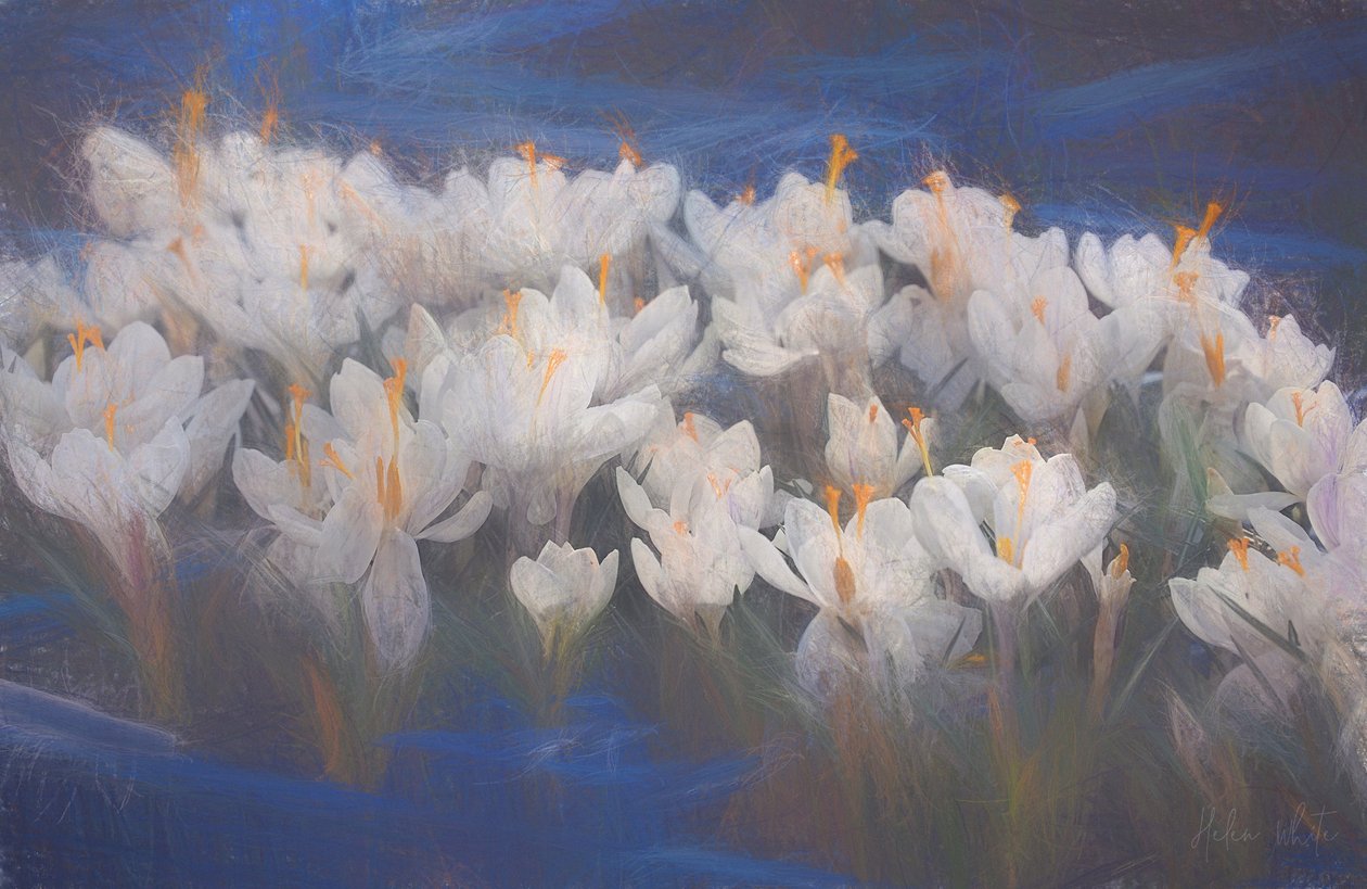 Primavera Açafrões, 2018, de Helen White