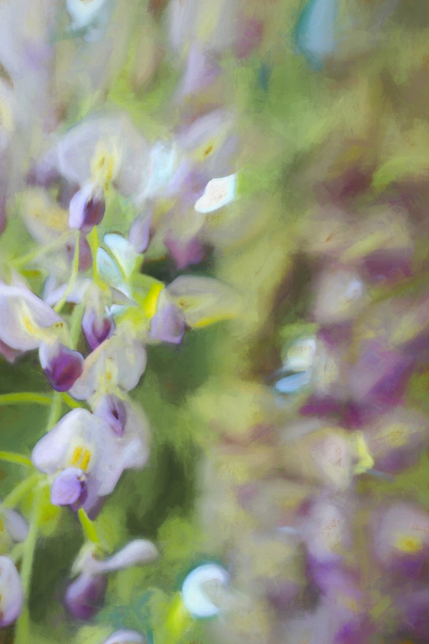 Sob Wisteria, 2018, de Helen White