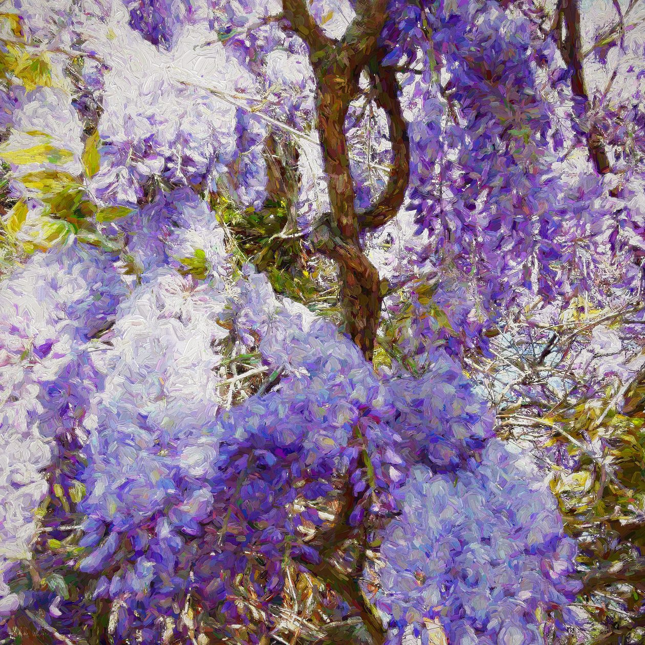 Wisteria, 2018, de Helen White