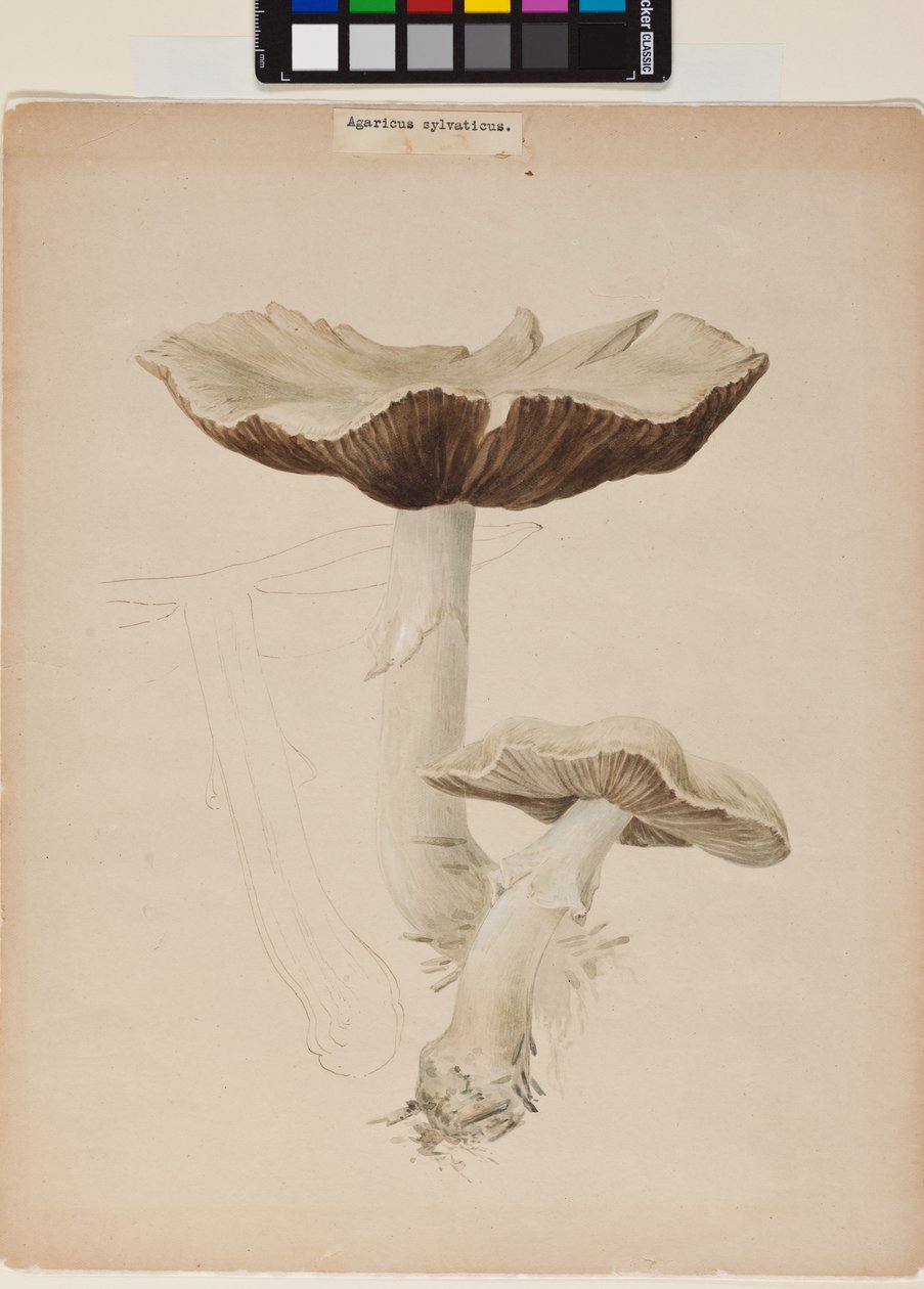 Agaricus Augustus de Helen Beatrix Potter