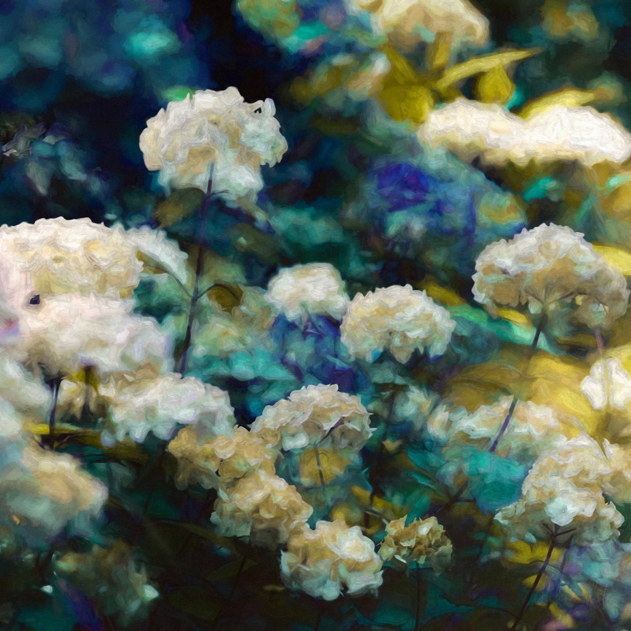 Hortênsias Celestiais, 2020 de Helen White