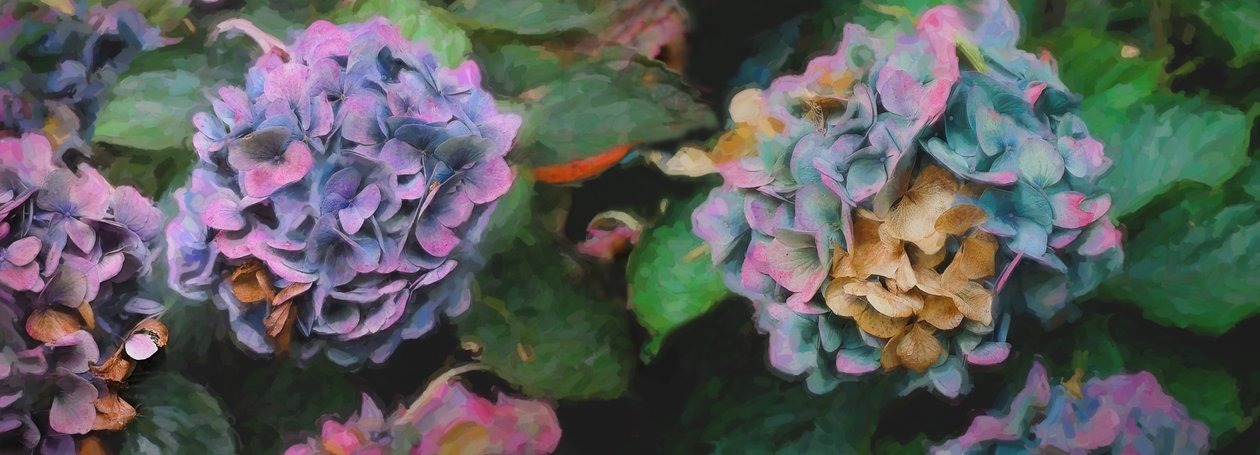 Hortênsias, 2018, de Helen White