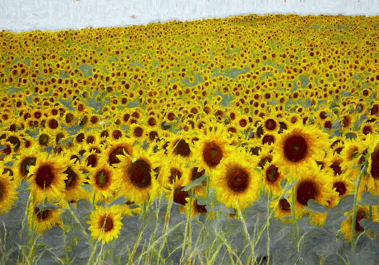 Campo de girassol, 2019 de Helen White