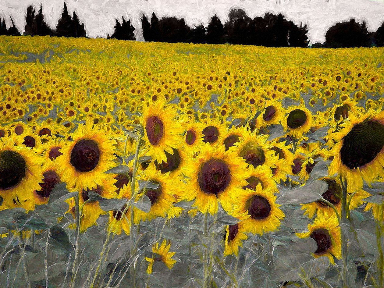 Sunny-Sided Hill, 2019 de Helen White