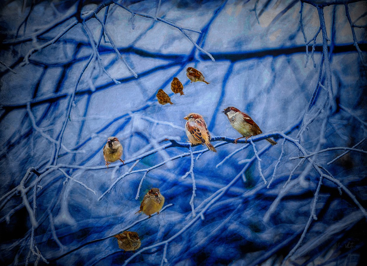 Pardais de inverno, 2020 de Helen White