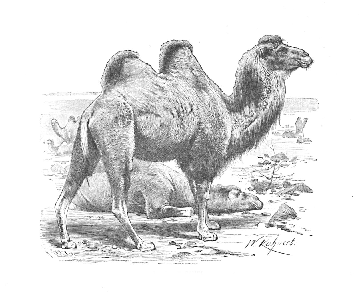 Camelo bactriano, c1900 de Helena J. Maguire