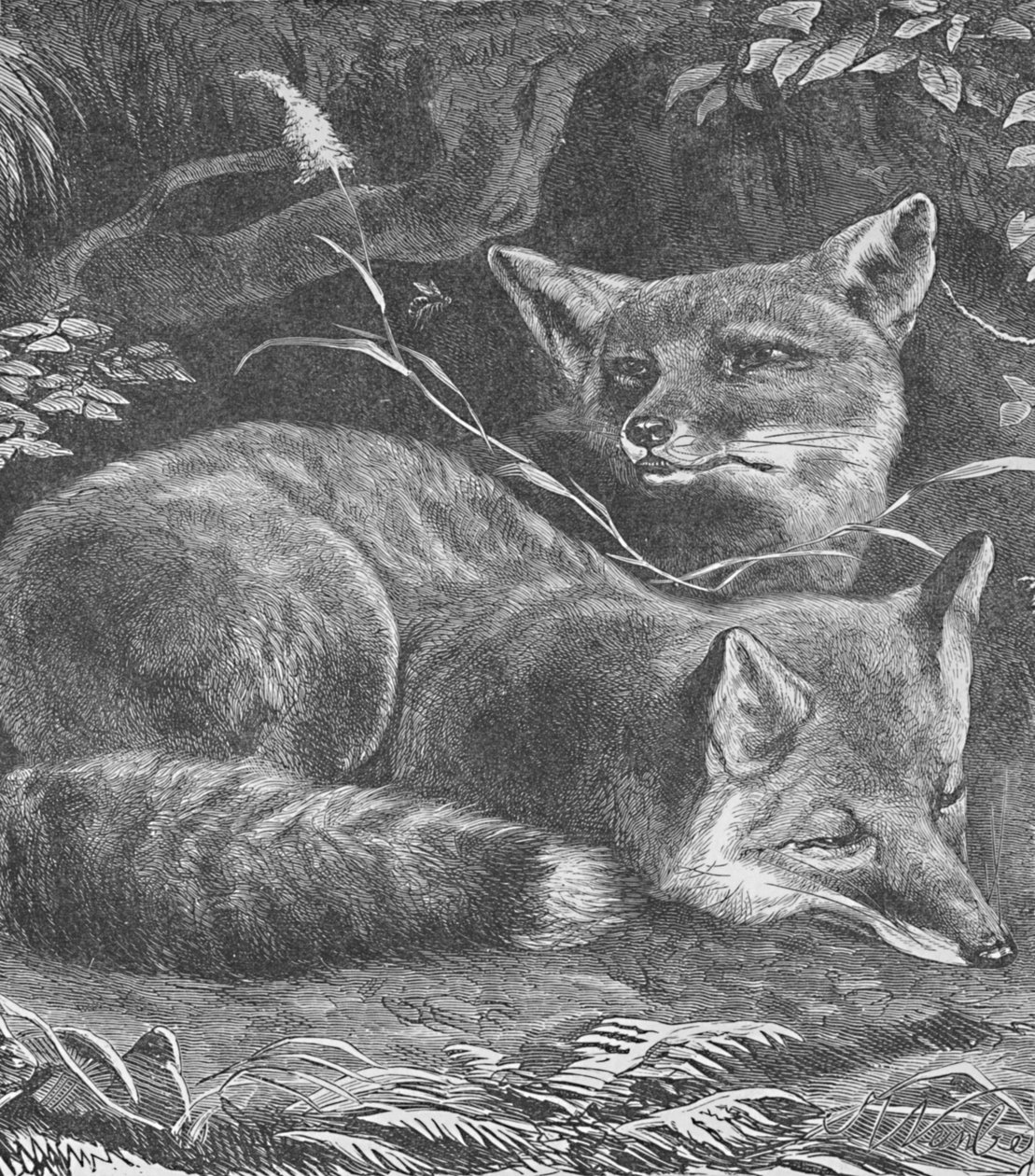 A raposa em casa, c1900 de Helena J. Maguire