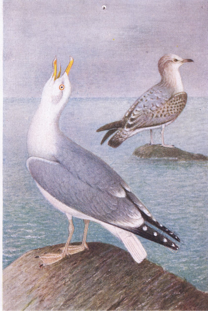 Gaivota De Arenque, Cartões Postais, 1930s de Hendrik Gronvold