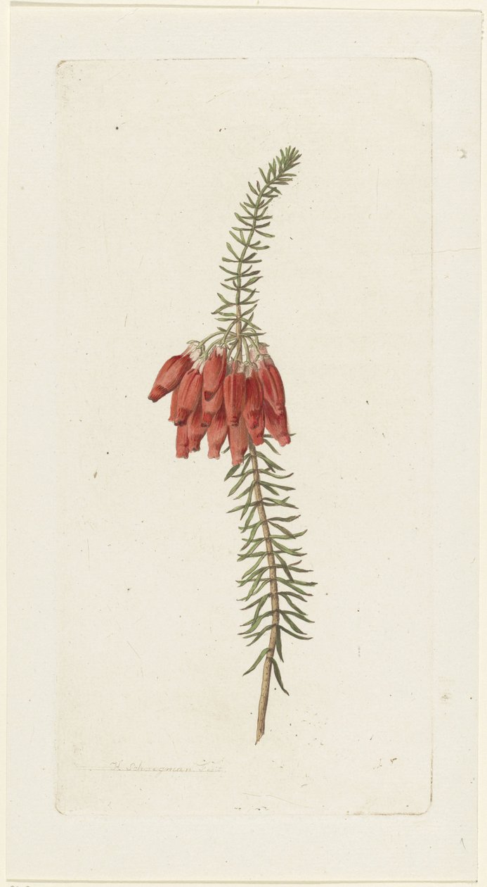 Flores (Erica Mammosa) de Hendrik Schwegman