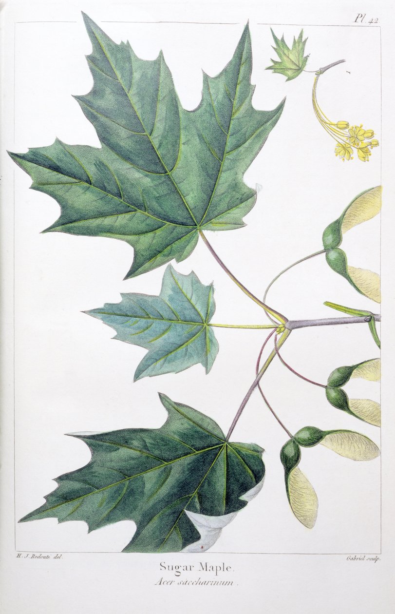 Bordo de açúcar de Pierre Joseph Redouté